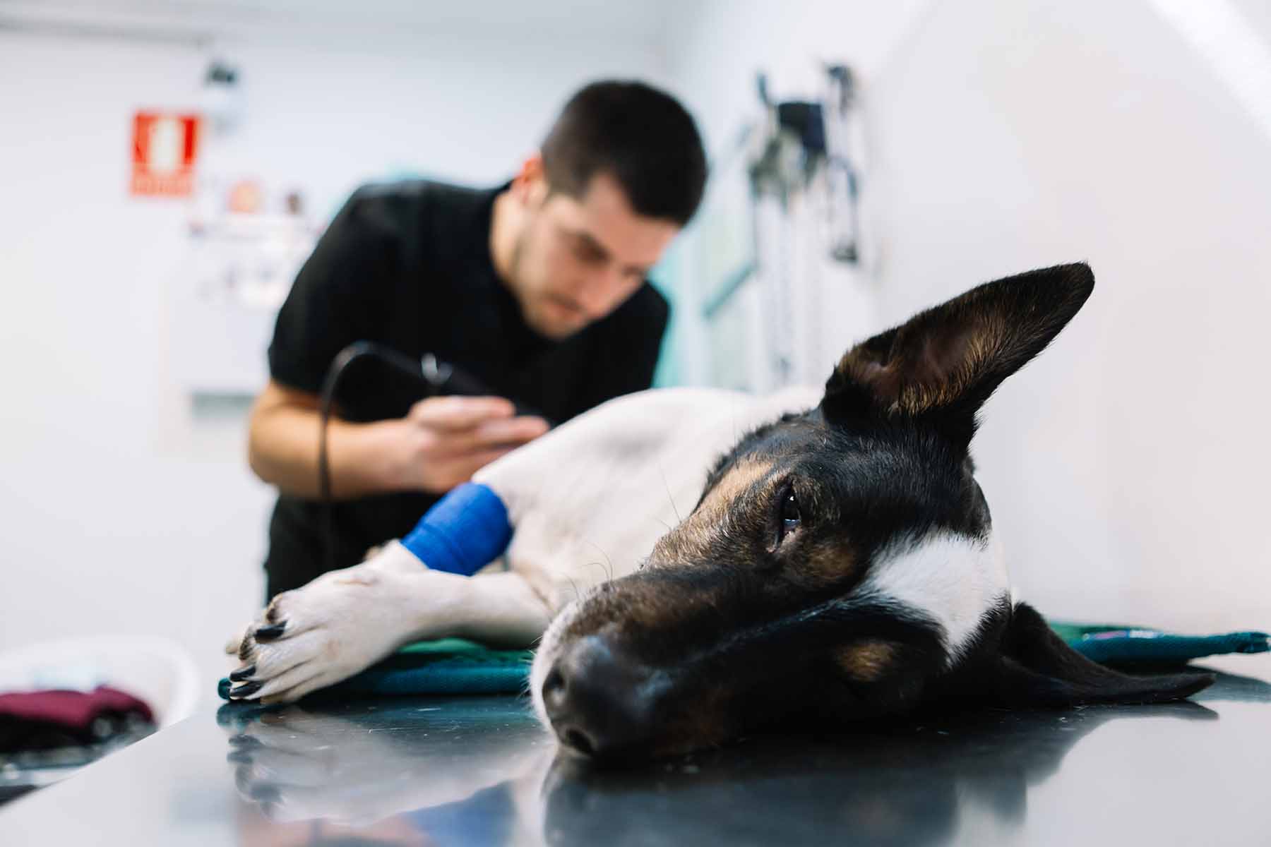 Fotografia para clínica veterinaria en Barcelona
